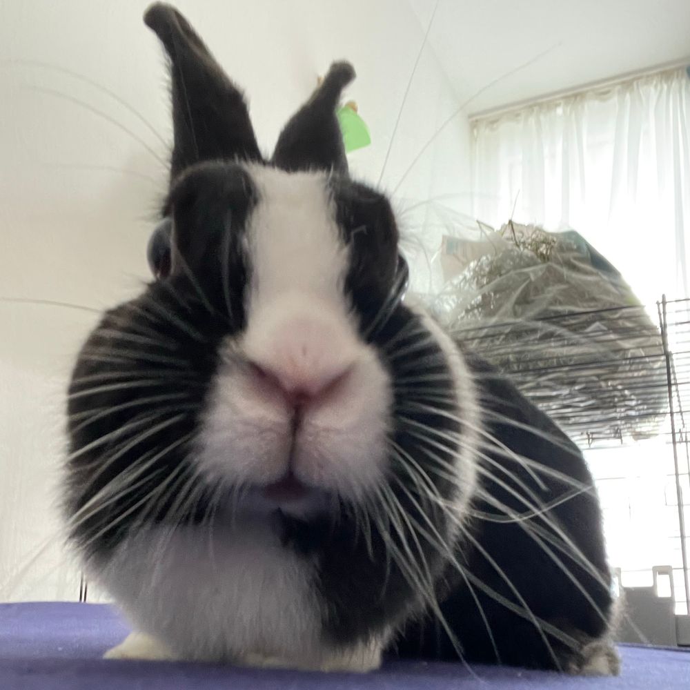 close up of a black and white bunny gazing directly into your soul. his lil nose and mouth are on full display. he looks friendly and yet ready to nibble. in the background is a cage with a bag of hay on top