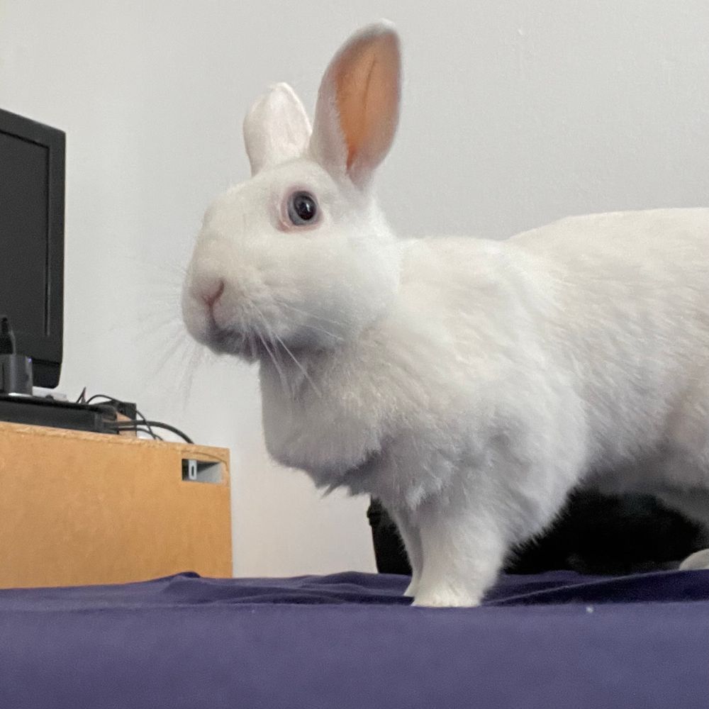 a white bunny standing ready for action, her big blue eye staring at you both curious and terrified. in the background there is a white wall and a tv on a dresser 