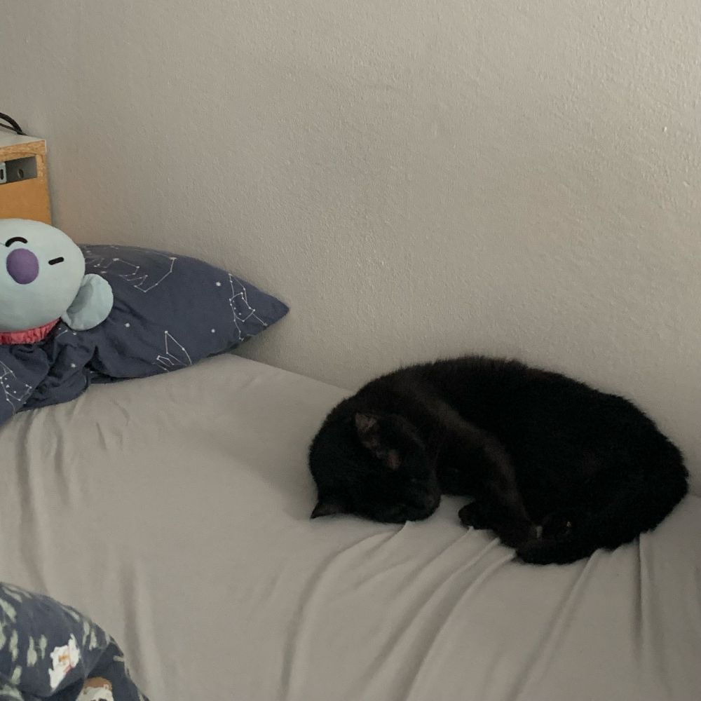 black cat curled up on a bed with grey sheets. at the head of the bed you can see a pillow in a dark blue cover, a koya plushie is lying upside down on it