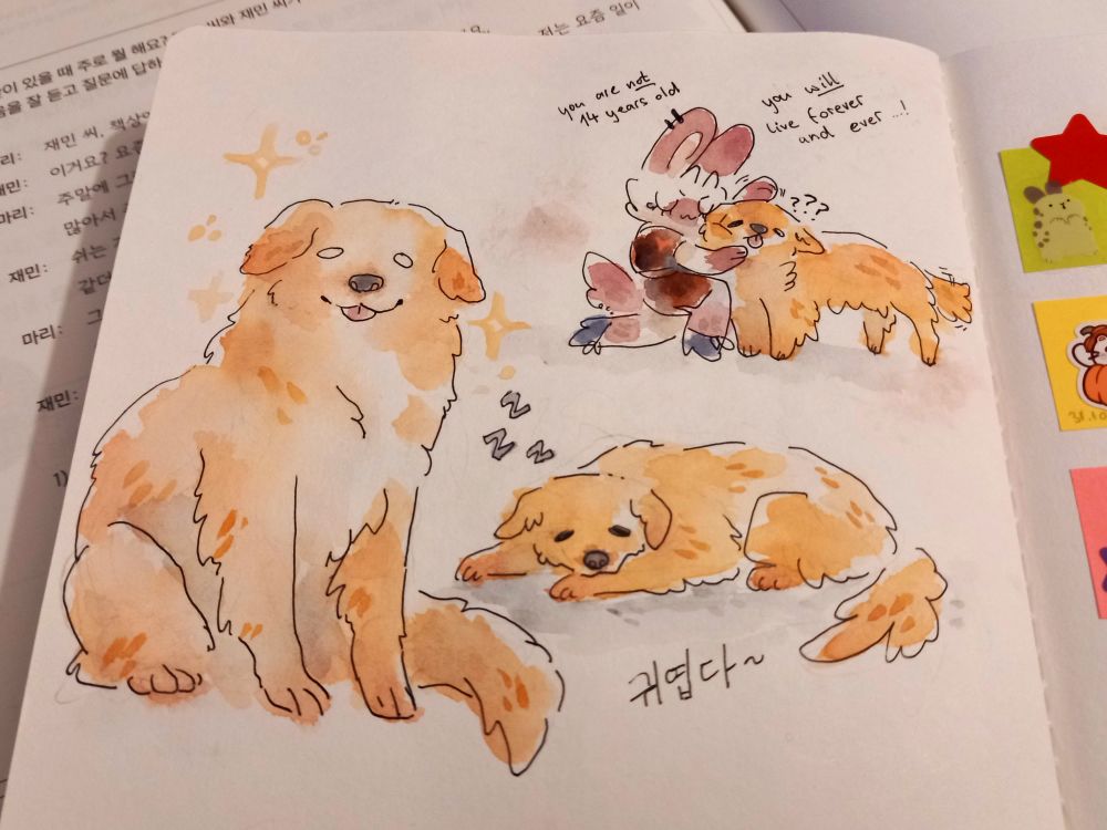 Watercolour sketches of an elderly golden retriever. To the left is a cute portrait of her sitting, to the right is a sketch of her sleeping with a caption saying "Cute~" in Korean. The sketch on top shows her getting her face smooshed by me. The surrounding dialogue reads "You are not 14 years old. You will live forever and ever...!", while the dog is looking quizzically at the viewer. It cannot be overstated that this dog is a very good dog. The best girl. Heroine of my week, unbeknownst to her.
