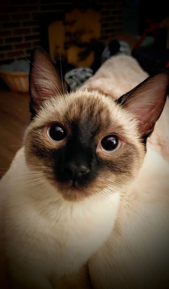 Morning you 😻 💓 #PenelopeMcD #CatsofBluesky #cats #SundayFunday 