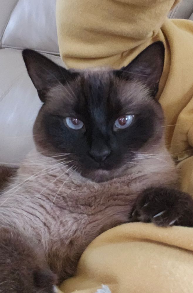 Morning to the girls waiting for the weekend...
Also,  it's FriYay! #StellaMcD #CatsOfBluesky #cats #FridayMorning 