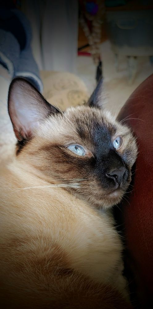 Morning to the girls who know it's too early to exchange pleasantries...
We hear you and choose to ignore you... #StellaMcD #CatsofBluesky #cats #SundayFunday 