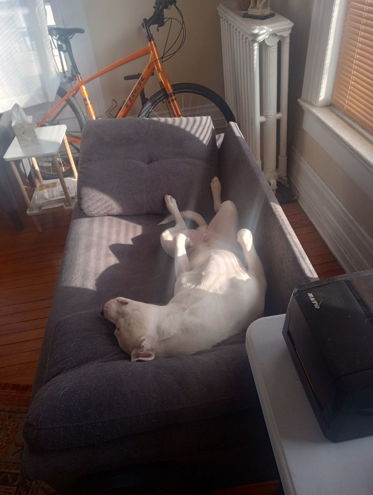 My white dog Snowy lying on his back on my couch in front of the window 