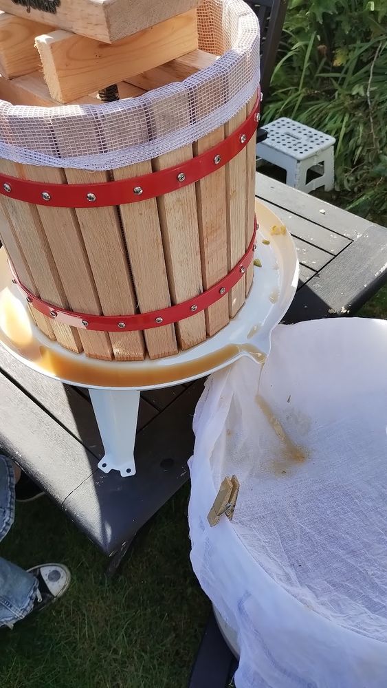a fruit press dripping pear juice into a muslin covered bucket