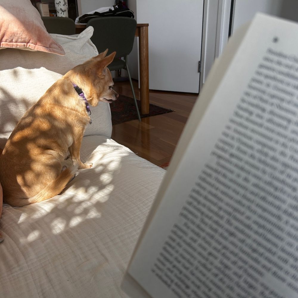 Midge the chihuahua sits next to me on the couch, solemnly staring in the distance. My current book is in the right of frame, hiding my phone so she doesn’t see me take a pic. 