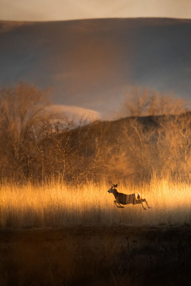 A picture of a deer jumping through tall grass. There are hills in the distance.