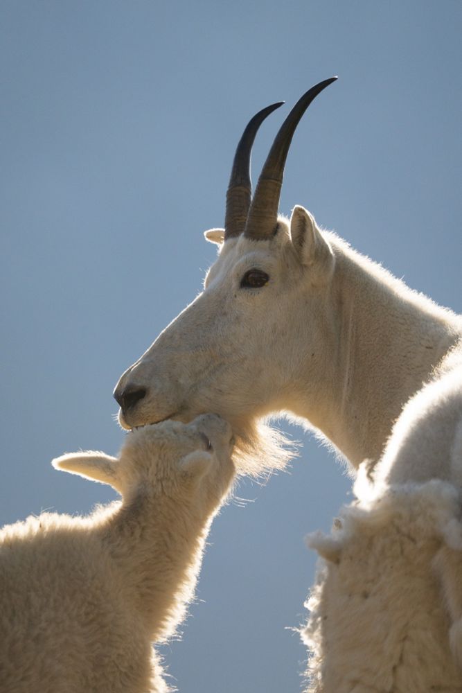 A goat kid biting at the chin of an adult goat.