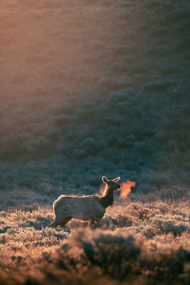 An elk backlit by a sunrise.