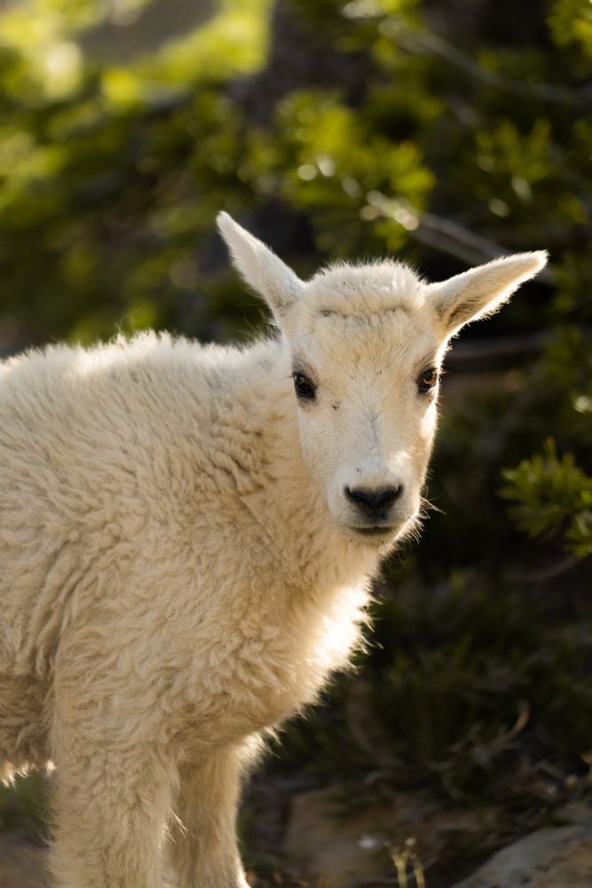 A portrait of a goat kid standing in front of some trees.