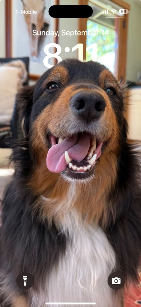 Adorable tri-color Aussie with his tongue sticking out. 