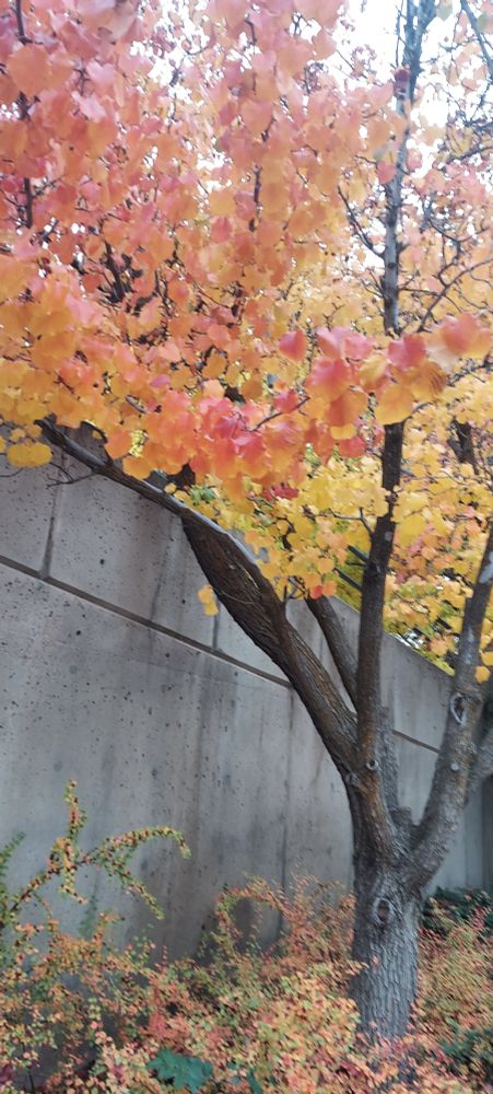 striking red and yellow leaves on a tree at the university of utah