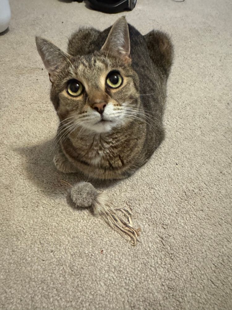 Tabby kitty on cream colored carpet with eyes like saucers looks up at camera. Her toy mouse offered to the photographer is at her paws.