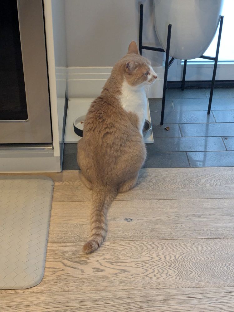 A large orange and white cat sits in front of an empty food bowls, with his head turned sideways. 