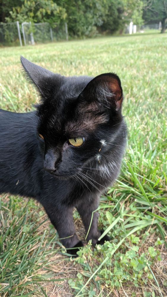 Soot with dandelions stuck to his face