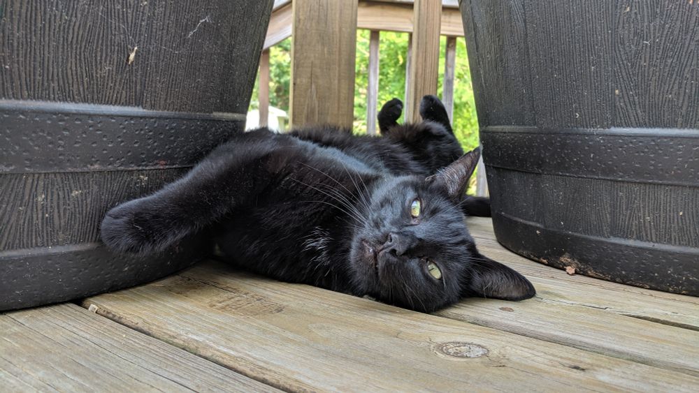Soot in between two planters on a wooden deck, laying with his belly exposed and toe beans in the air 