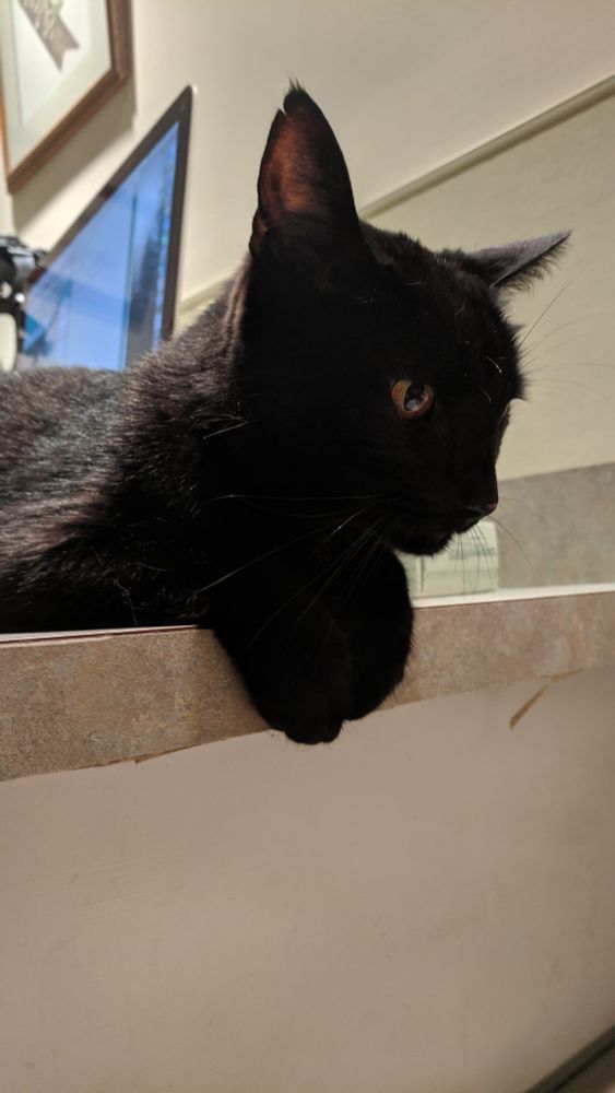 Soot being a gentleman at the vet, before he got scared and hid in our laps 