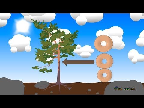 Donuts in trees EN