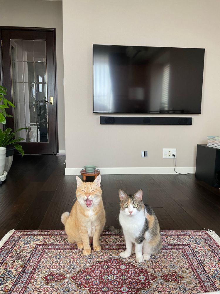 ペルシャ絨毯の上に座る茶トラと三毛の猫の写真。背景には、壁掛けのテレビと観葉植物、その後ろに廊下に続くガラス入の扉が見える。茶トラはあくびをしている。
