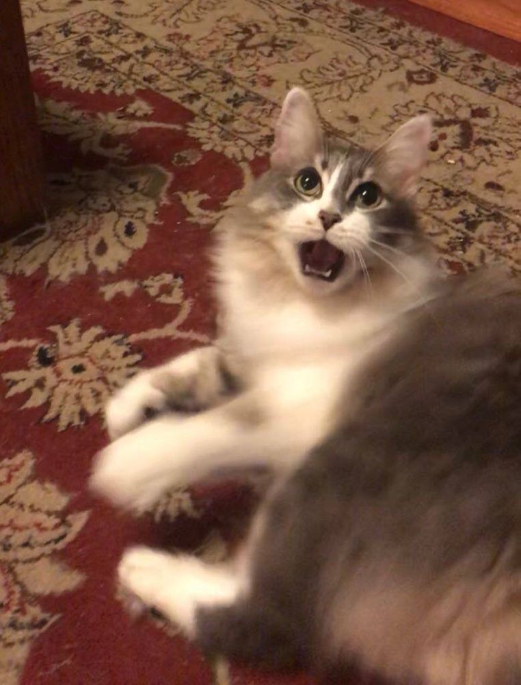 Photo of grey and white tabby cat looking excited and insane