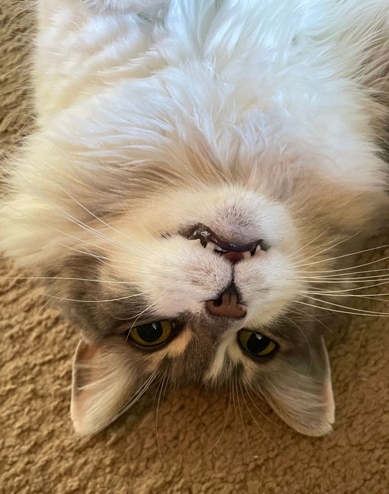 Photo of grey and white tabby cat on floor, looking upside down and making a silly face