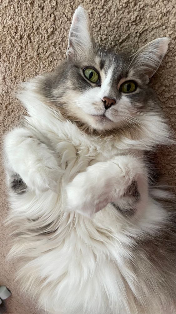 Photo of a grey fluffy tabby cat laying on the ground with her paws curled up in front of her
