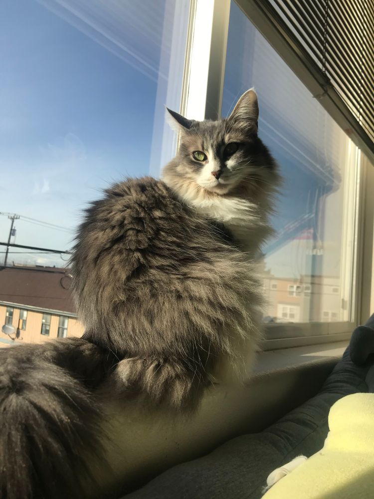 Photo of a grey and white fluffy tabby cat sitting in window