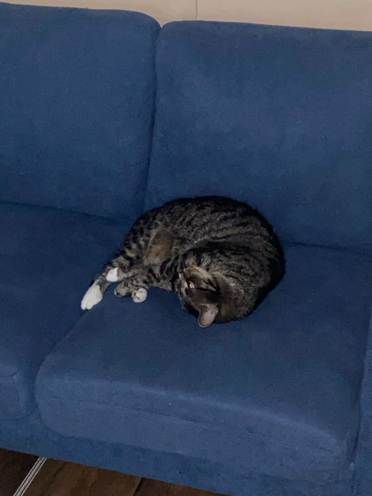 A photo of my adorable cat curled up on a blue couch. She is a brindle cat with white paws