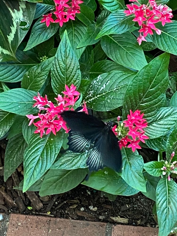 A black butterfly with a wing gradient fading to light blue