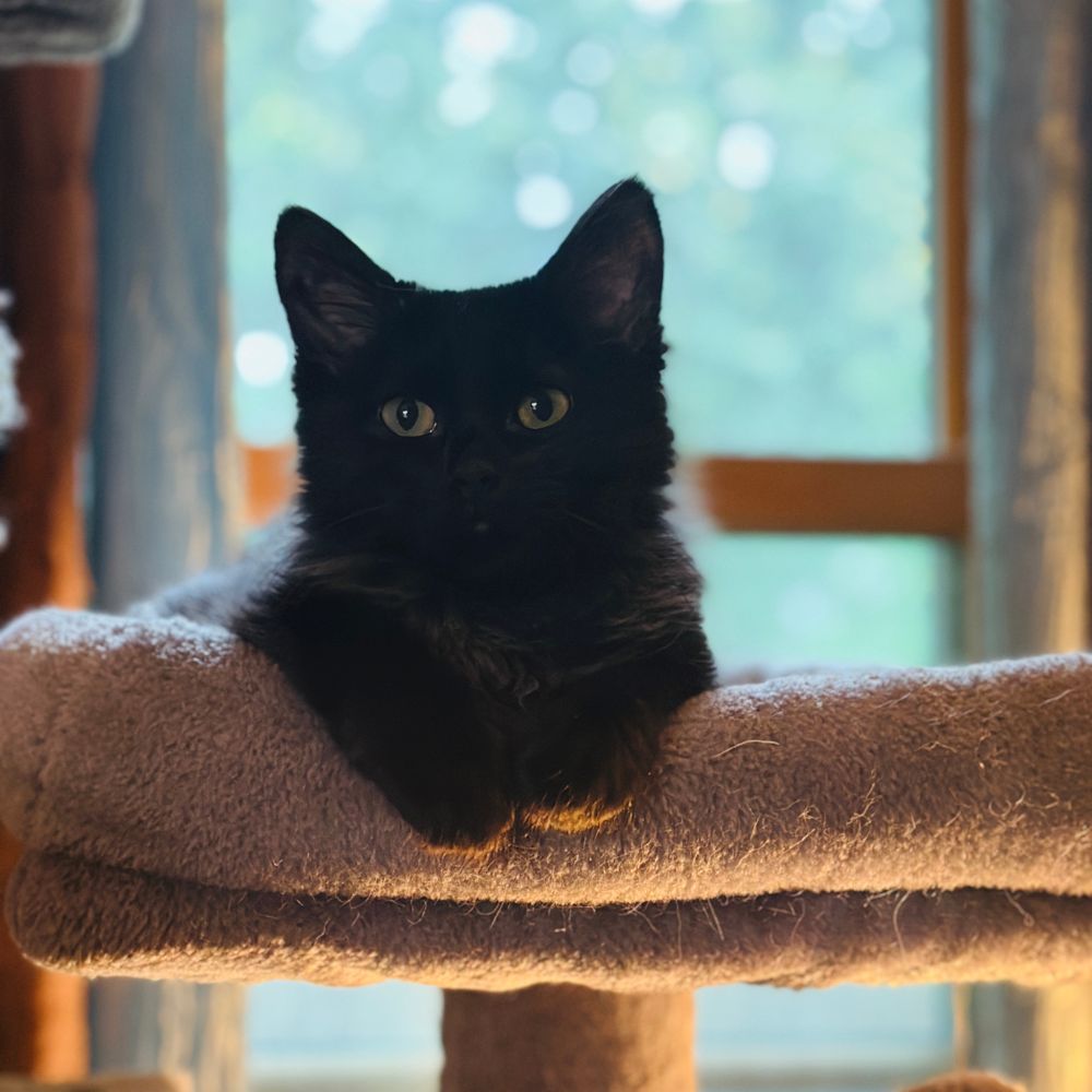 black kitten sitting on a cat tower in front of a window 