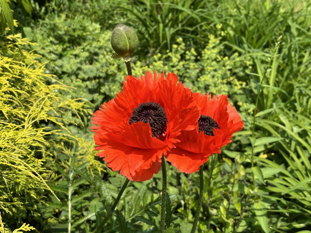 Two bright red poppies against a background of green foliage