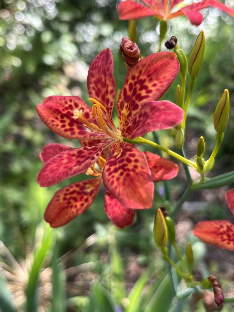 Close up of a Blackberry lily, a red and orange flower, in full bloom