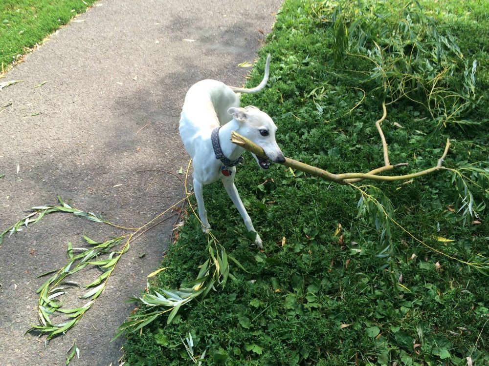 Shelby, a white whippet, holding a fairly large tree branch in her mouth.