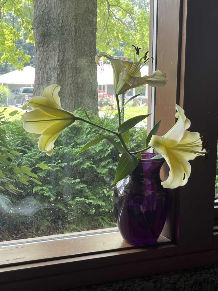 Three white/soft yellow lilies in a purple vase sitting on a window sill. 