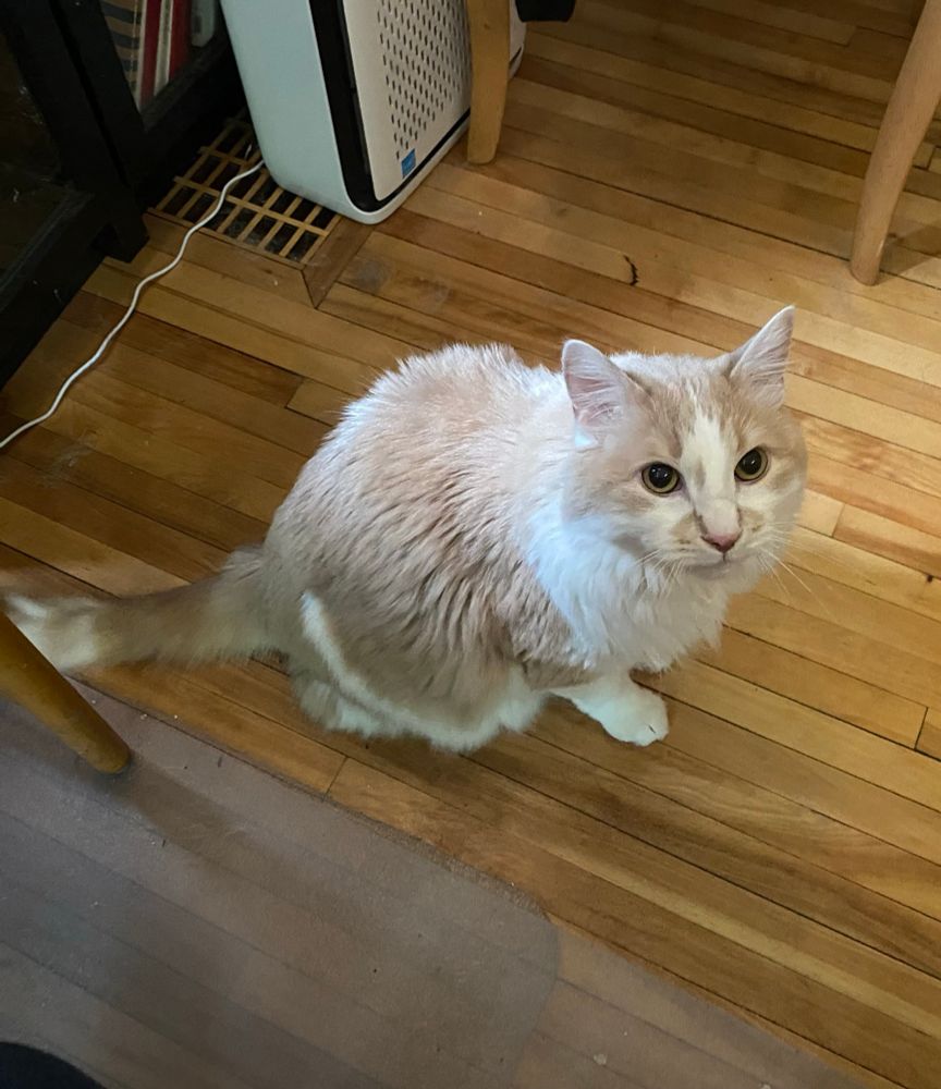 A buff and white domestic medium hair cat sitting on a wood floor and looking at the camera. 