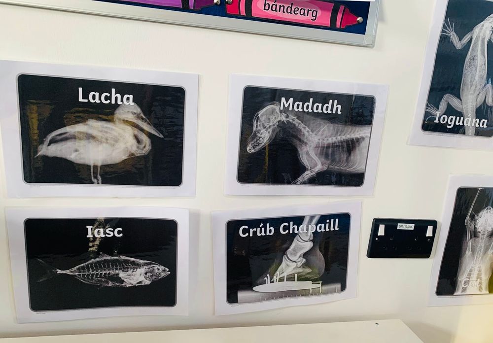 Ár gclinic tréidlia! Our vet clinic. Pictures of X rays of animals with the Irish names. Fish, duck, dog - iasc, lacks, madadh etc