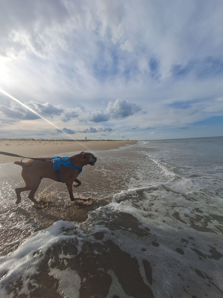 Boxer dog walking into water on beach. 