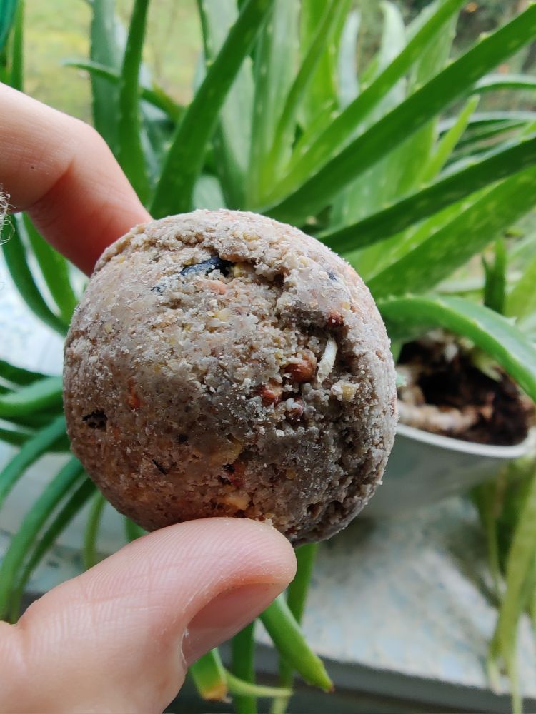 Bird seedball