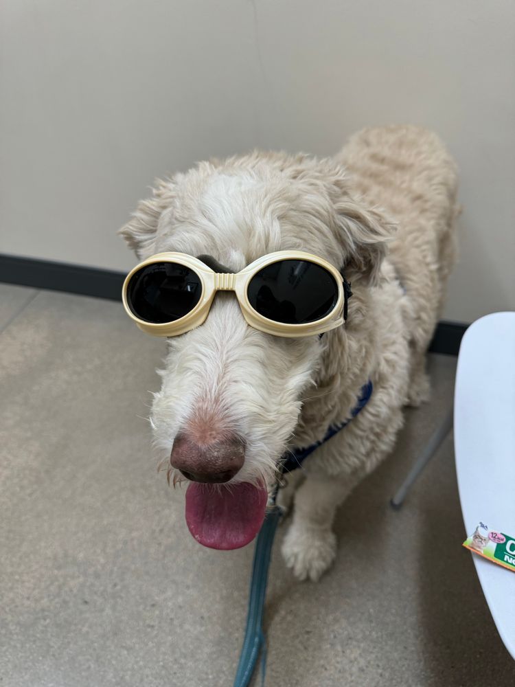 Dog with sunglasses on