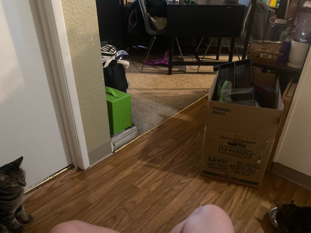 Pitou (left) the cat sits impatiently as Gen (right) the cat starts in on the second half of his dinner. In her impatience, she has already finished her portion, and would drive him away from his were I not an intermediary