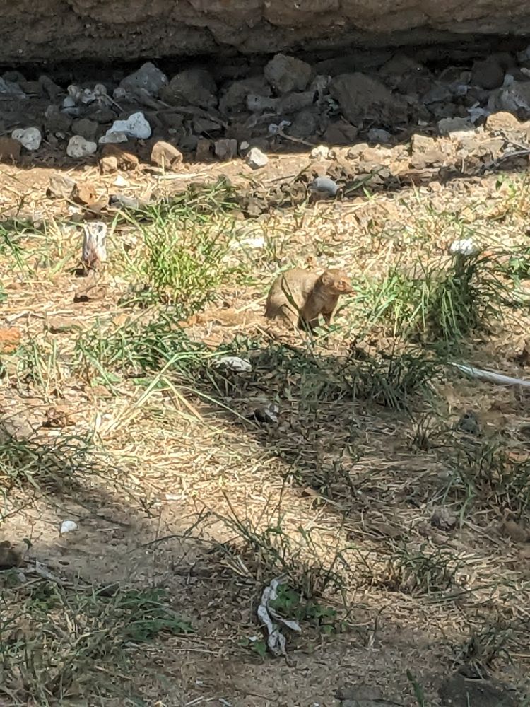 A mongoose, not toking