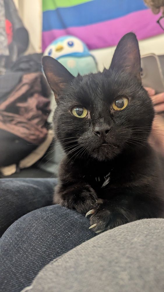 Mitchell the black cat is laid on Sam's lap, looking into the camera with beautiful eyes.