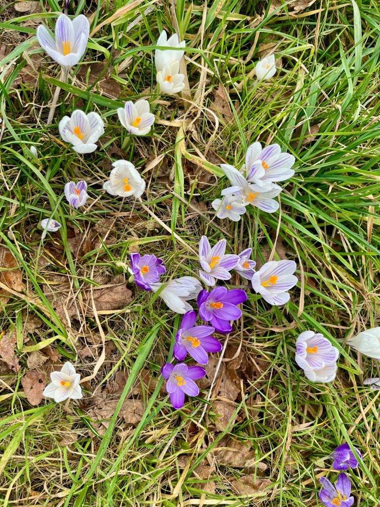 Closeup on purple and white crocuses in grass