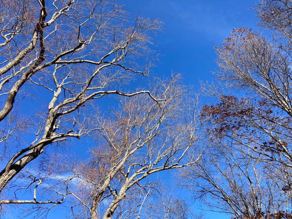 Three or four skeletal trees branching out toward each other, with a cold deep brilliant blue sky behind them. The sun is shining brightly making the trees appear starkly lit. 