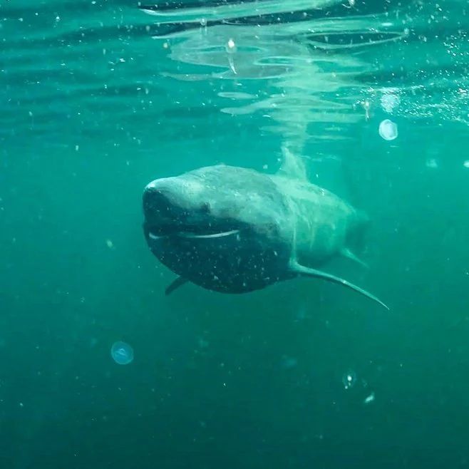 A basking shark with it's mouth closed. It looks very silly.