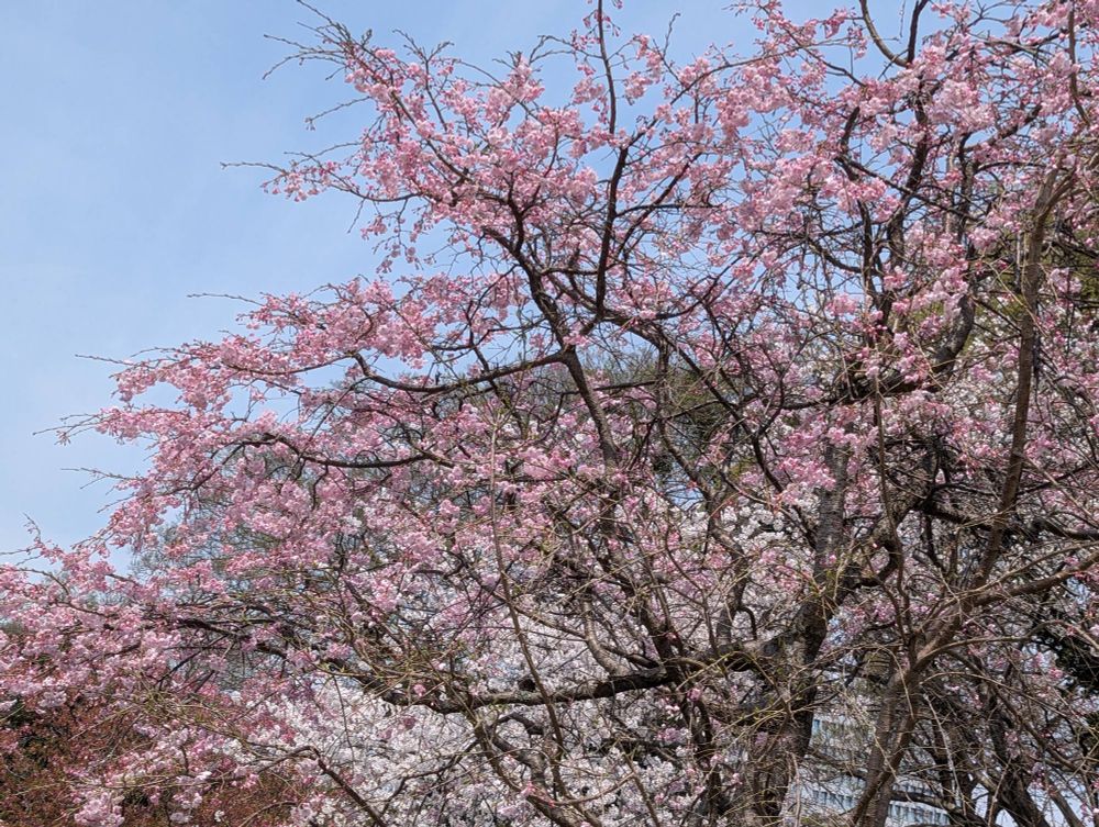 桜満開で綺麗だった🌸