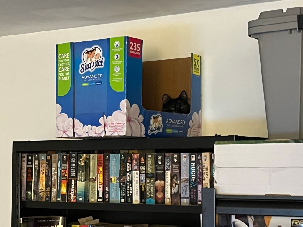A tortoiseshell kitten’s head poking over the lip of a box on top of a bookshelf 