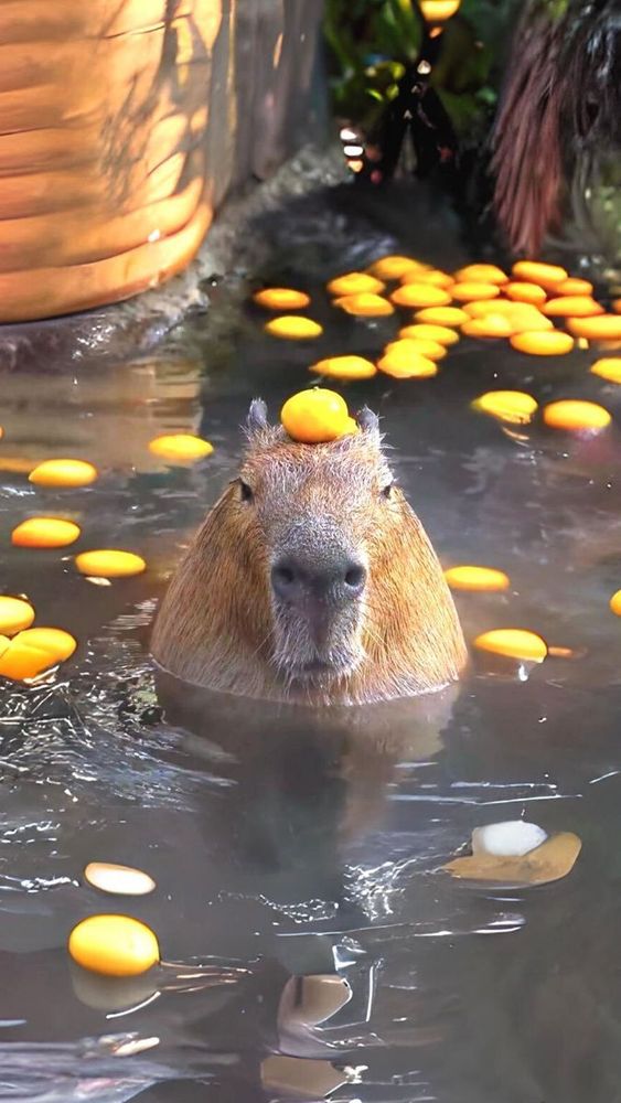 a capybara with a some kind of small orange on its head.