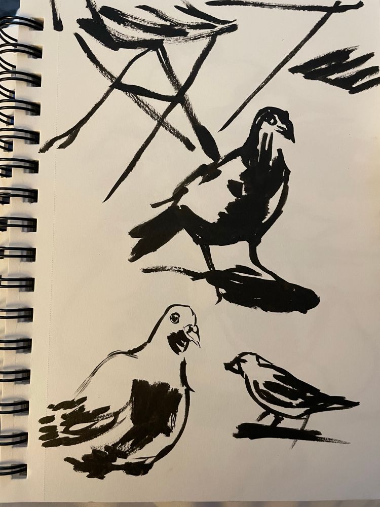 A page of pigeon sketches. With one very half-assed sparrow.