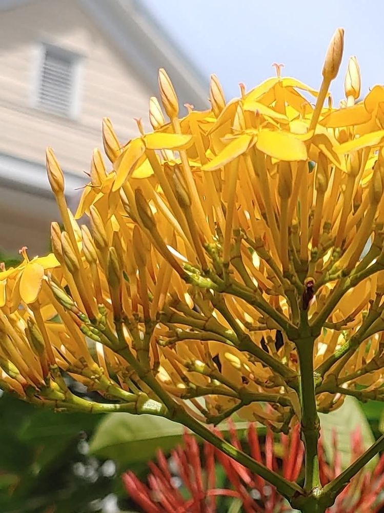 Viewed from slightly below, the bloomhead of a golden ixora with only a few buds left to pop shows a complicated arrangement of supporting stems. Partly visible in the background are buds of a red ixora and the roof line of a cottage across the street.